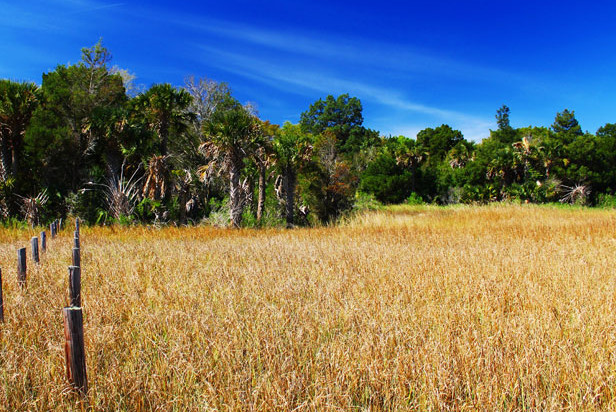 Reddie Point Preserve